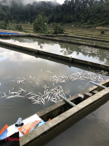 Lũ ống đổ về làm chết hàng chục tấn cá tầm trị giá tiền tỉ ở Măng Đen