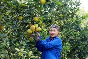 Trồng cam hữu cơ, hướng phát triển bền vững của nông dân Hà Tĩnh