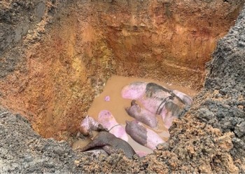 Hà Tĩnh tiêu hủy hàng trăm con lợn nhiễm dịch tả lợn châu Phi