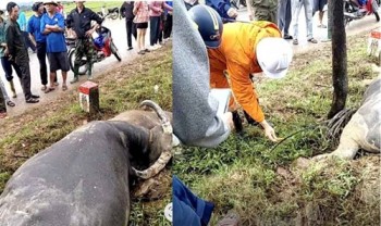 Dây viễn thông nhiễm điện giật chết 2 con trâu