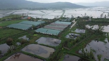 Cuộc sống người dân thôn Hồng Mỹ bị ảnh hưởng do chất thải từ trang trại chăn nuôi