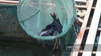 Giữa lòng hồ sông Đà, anh nông dân Lò Văn Nghiệp miệt mài chăm đàn cá quý