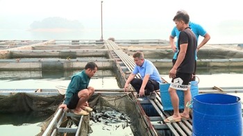 Tuyên Quang mở rộng nuôi cá đặc sản trên lòng hồ thủy điện