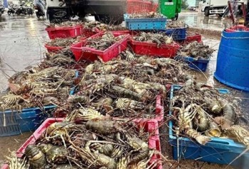 Sớm phục hồi nông nghiệp sau lũ ở miền Trung - Tây Nguyên