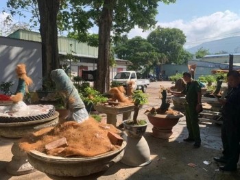 Vụ tịch thu 42 cây mai vàng, rồi hoàn trả 21 cây ở Côn Đảo,TPHCM, trước đó số cây mai đang trồng trong chậu đặt ở đâu?