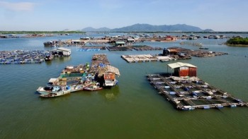 Thúc đẩy sáng kiến chung về nuôi trồng thủy sản bền vững
