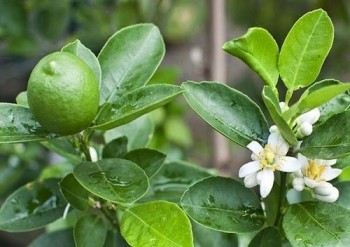 Cây chanh – Gia vị nhỏ, giá trị lớn trong đời sống người Việt
