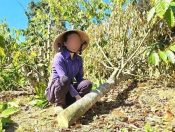 Diễn biến bất ngờ vụ anh rể phá hoại vườn cây của em vợ vì 'mâu thuẫn tình cảm'