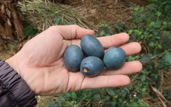 Loại quả xưa không ai thèm nhặt, giờ thành đặc sản tốt như "thuốc quý"