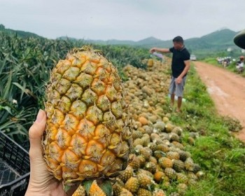 Liên kết phát triển vùng trồng dứa tại Hà Tĩnh: Hướng tới sản xuất bền vững