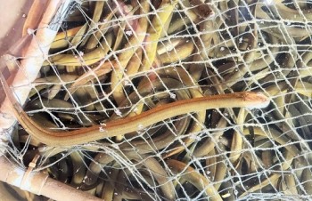 Khởi nghiệp với 20 triệu đồng, thu tiền tỷ mỗi năm