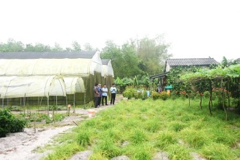 Vươn lên làm giàu từ đồng đất quê hương