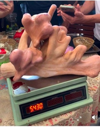 Hà Tĩnh: Thu hoạch cặp nhung hươu “khủng” nặng hơn 5,4kg