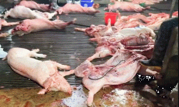 Vụ lợn bệnh vào trường học, lộ 2 trường dùng thịt của Công ty Cường Phát