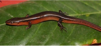 Một loài thằn lằn mới vừa được phát hiện tại Vườn Quốc gia Vũ Quang