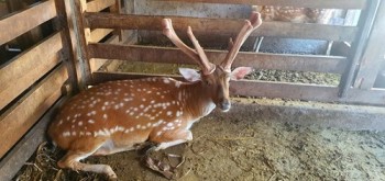 Hà Tĩnh: Phát triển thương hiệu hươu sao và dó trầm theo hướng bền vững