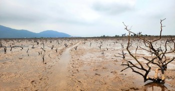 Kết quả bước đầu vụ rừng ngập mặn chết khô tại Hà Tĩnh