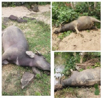 Người dân hoang mang khi đàn trâu 6 con lần lượt chết bất thường trong rừng