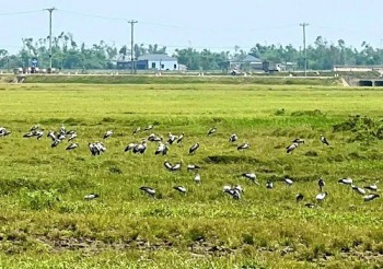 Đàn chim lạ hàng trăm con xuất hiện tại Hà Tĩnh là loài quý hiếm trong Sách đỏ