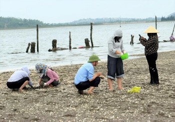 Ngao chết 30 - 70%, người nuôi ‘trắng tay’ sau 8 tháng đầu tư