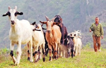 Nâng cao giá trị thương hiệu dê Hương Sơn