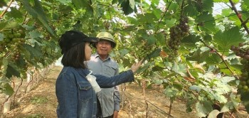Hà Tĩnh thúc đẩy nông nghiệp xanh gắn với chuyển đổi số và chế biến sâu