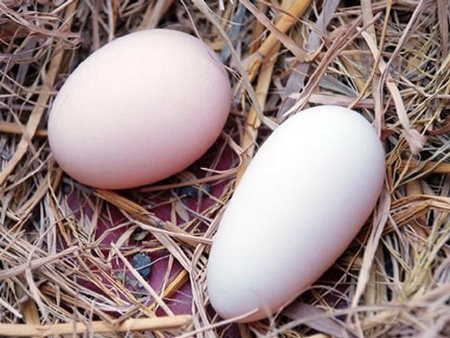 Hương Sơn: Gà mái chuyên đẻ trứng… dài