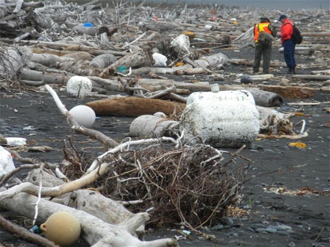 Alaska ngập ngụa trong rác sóng thần Nhật Bản