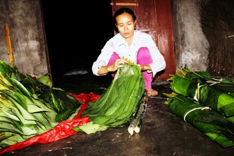 Săn lá giữa đại ngàn