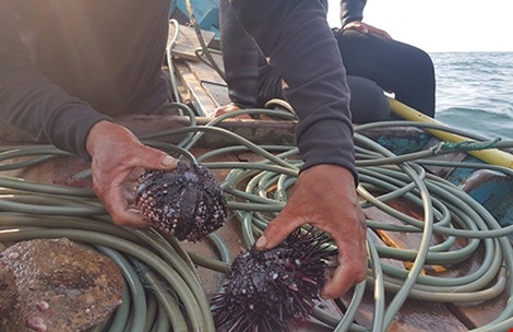 Quảng Bình: Rạn san hô gần bờ đang chết