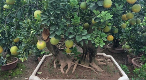 Rao bán 40 triệu đồng một cây bưởi cảnh bonsai chưng Tết
