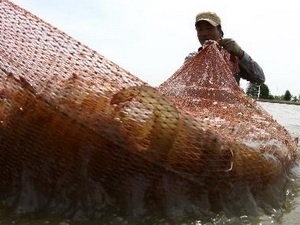 Hà Tĩnh: Hàng vạn con tôm giống chết vì bệnh đốm trắng