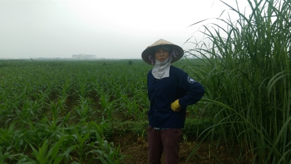 Tham vọng biến hơn 256 ha đất lúa thành đại dự án của Tập đoàn FLC