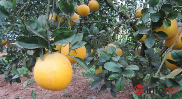 Bưởi Diễn dành cho nhà giàu, hét giá trăm ngàn mỗi quả tại vườn