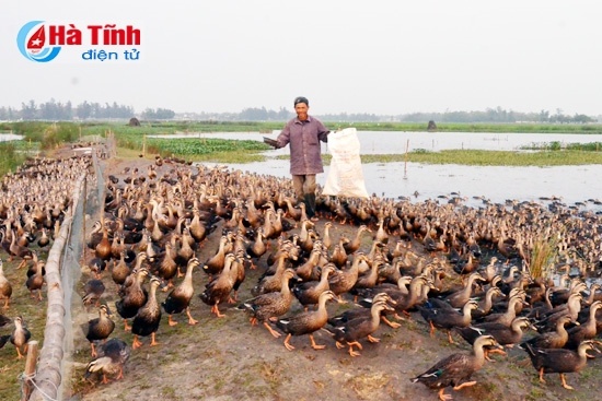 Nuôi vịt trời, thu tiền tỷ