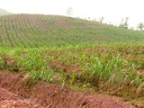 Hà Tĩnh: Dự án chăn nuôi làm khổ hàng nghìn hộ dân