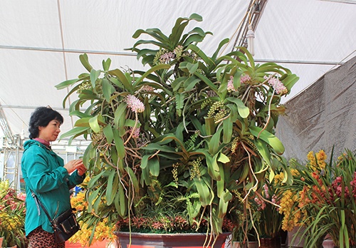 Lan rừng trả trăm triệu không bán ở Hà Nội