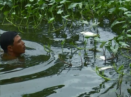 Mất trắng gần 2 tỉ đồng sau khi cho cá “uống” thuốc