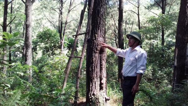 Hà Tĩnh: Hàng trăm hecta rừng bị "đốn hạ" để nuôi bò