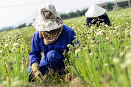 Kì diệu vùng “sa mạc cát trắng” thành “sa mạc cát vàng”