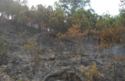 Hà Tĩnh: Hơn 6ha rừng Vũ Quang bị thiêu rụi