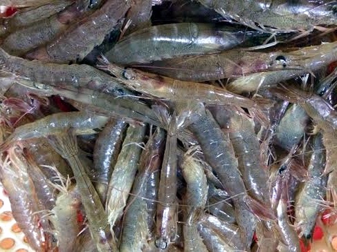 Tôm siêu sạch Đoàn Văn Vươn đắt hàng, trúng đậm