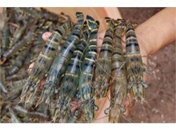 Hà Tĩnh: Thạch Hà khẩn trương thu hoạch vụ tôm