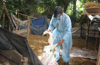 Hà Tĩnh: Quyết liệt khống chế dịch cúm gia cầm!