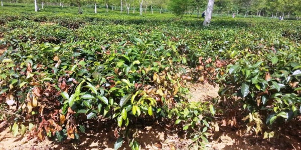 Hà Tĩnh: Nông dân điêu đứng vì hàng trăm hecta chè chết cháy