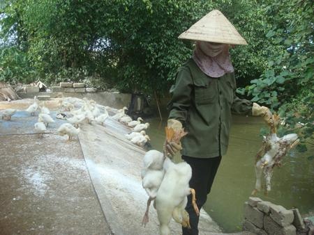 Cúm gia cầm tung hoành đất Hà Tĩnh