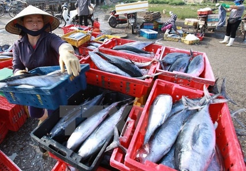 PTT Trương Hòa Bình chỉ đạo giải quyết 5.369 tấn hải sản tồn kho