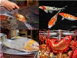 Muôn kiểu phóng sinh của dân Việt: Cá "tiến vua" bạc triệu cũng thả