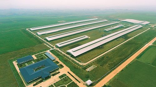  Tổ hợp trang trại bò sữa công nghệ cao Vinamilk tại Thanh Hóa​