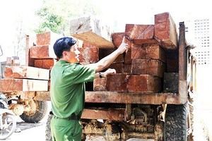 Vận chuyển gỗ trái phép bị phạt 200 triệu đồng